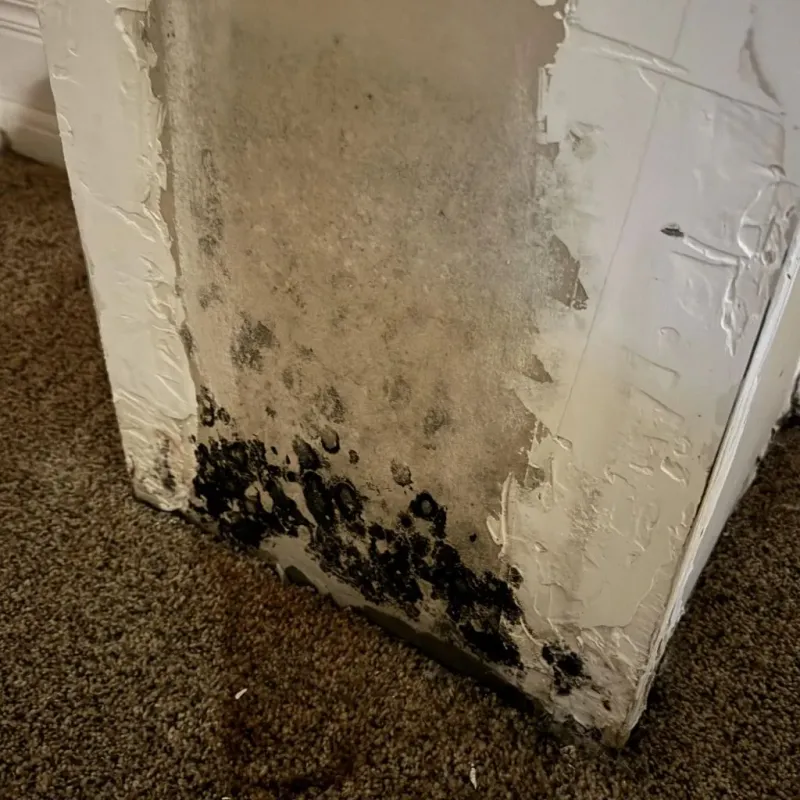 Professional Mold Removal in Lumberton, NC